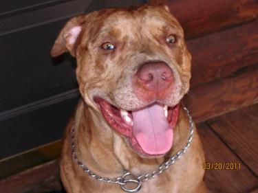 Unique Kennels Gator The Pit Bull.jpg